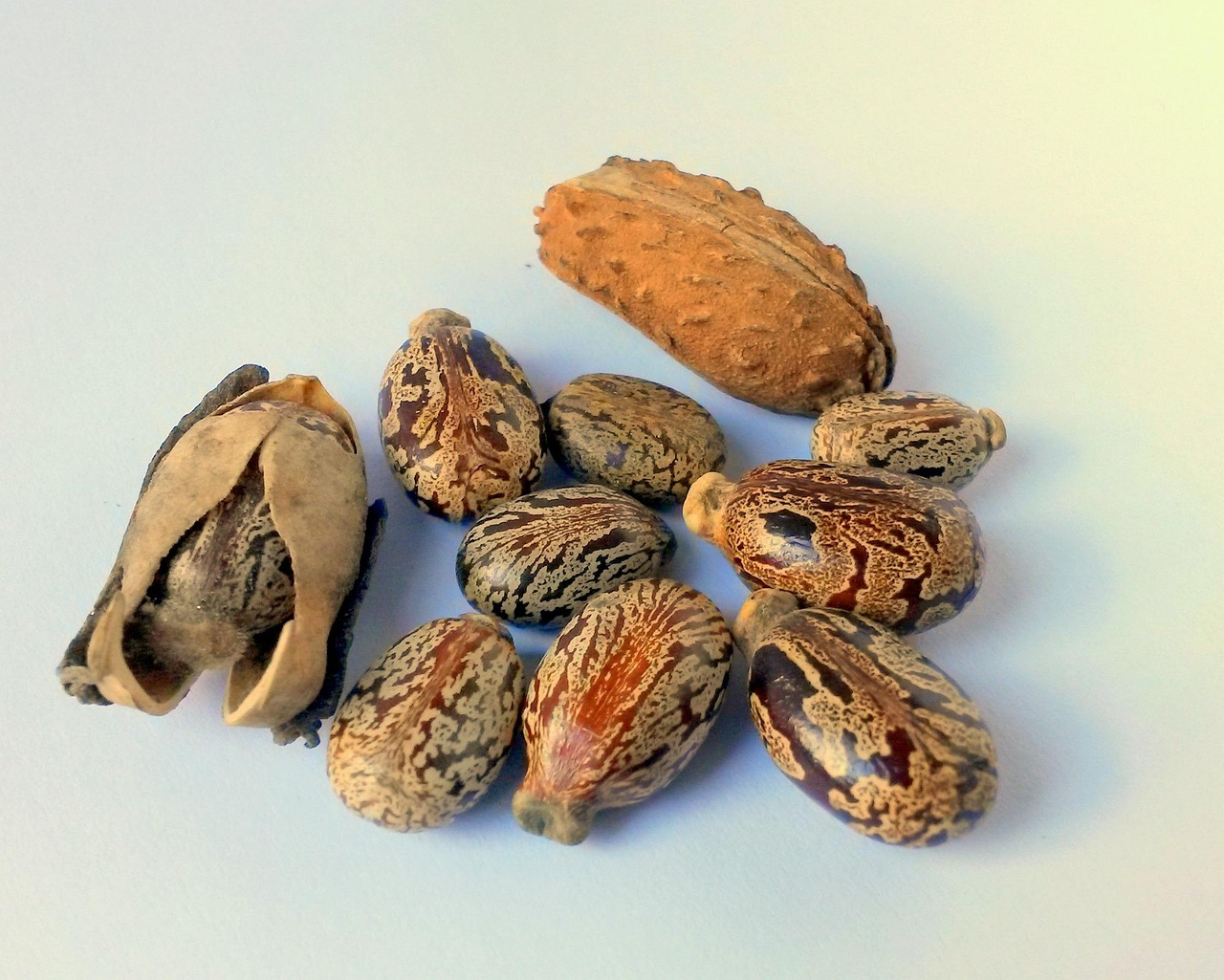Castor Seeds view 2