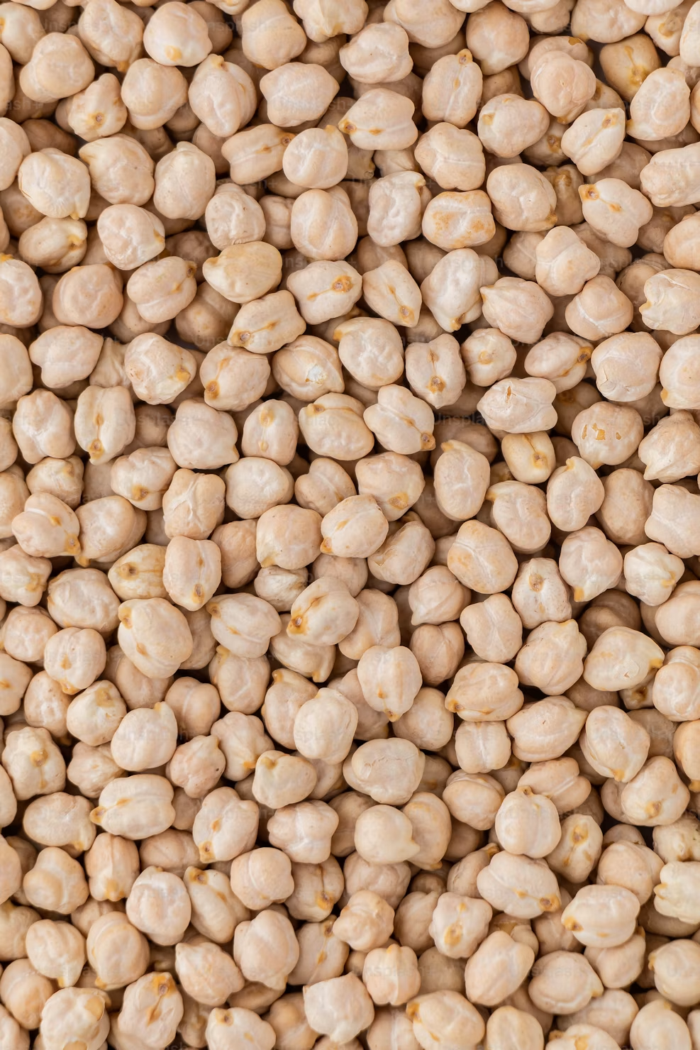 Kabuli Chickpeas view 3