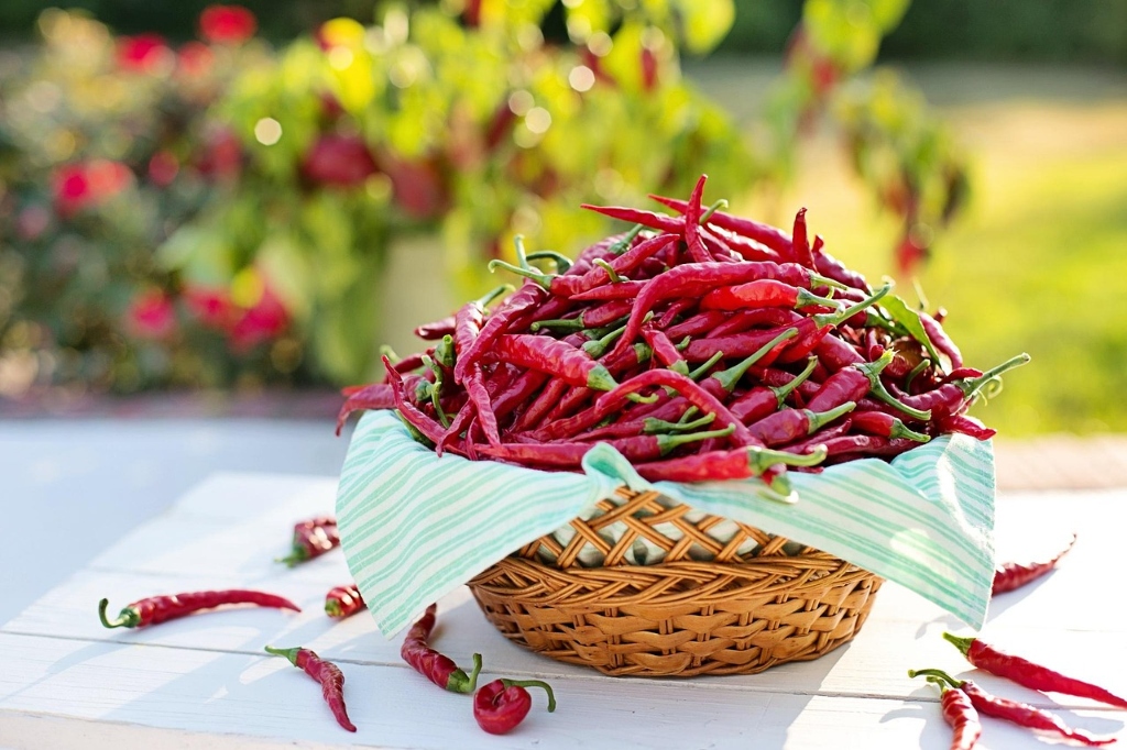 Byadagi Chilli