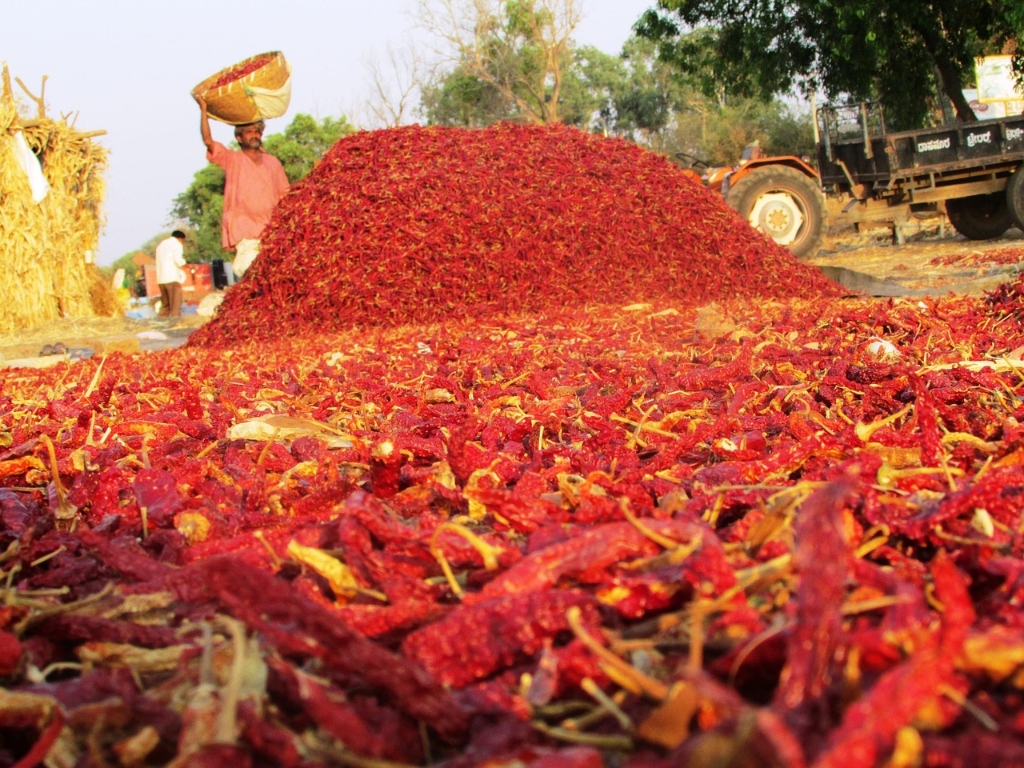 Ramnad Mundu Chilli