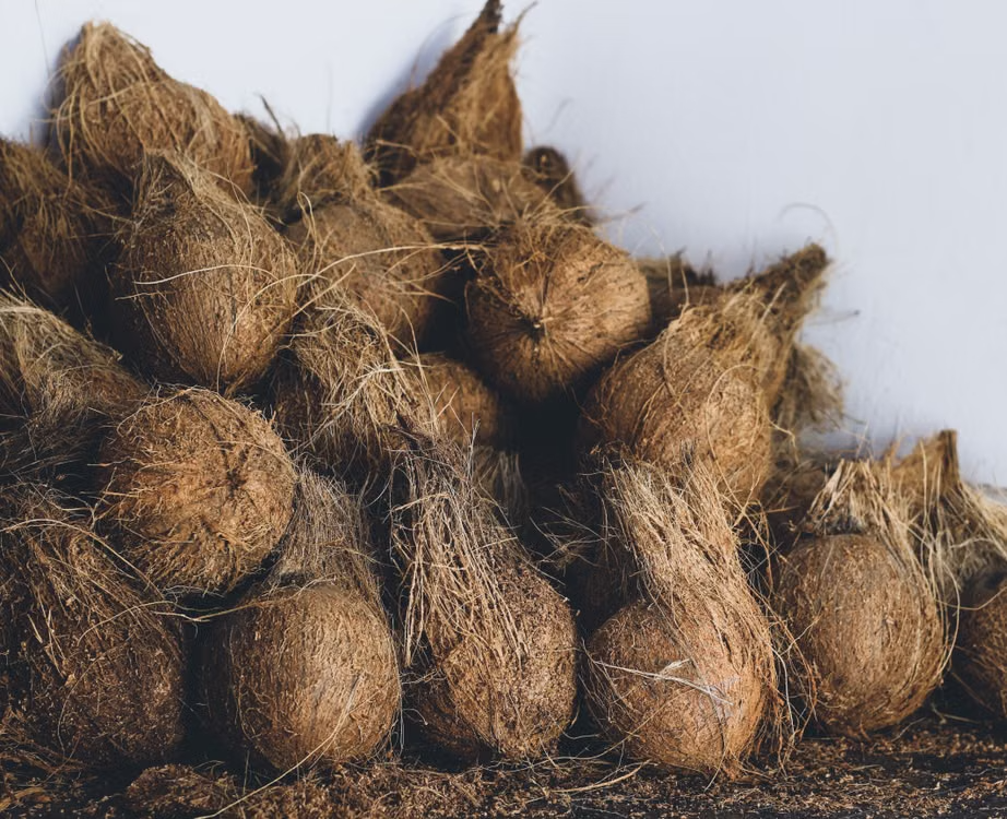 Semi-Husked Coconut