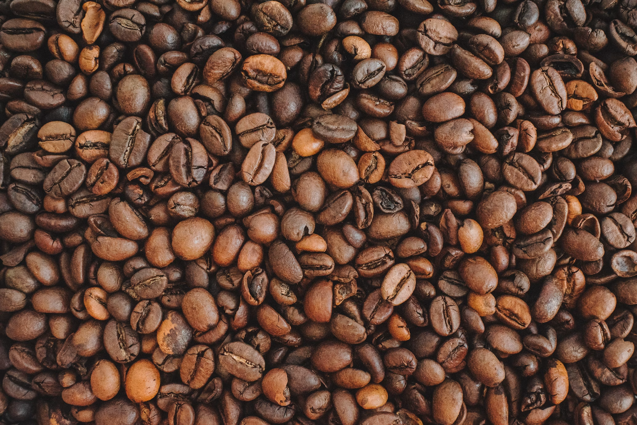 Robusta Coffee Beans