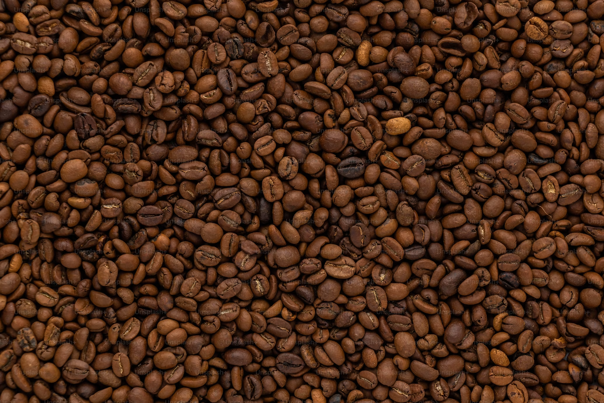 Robusta Coffee Beans view 2