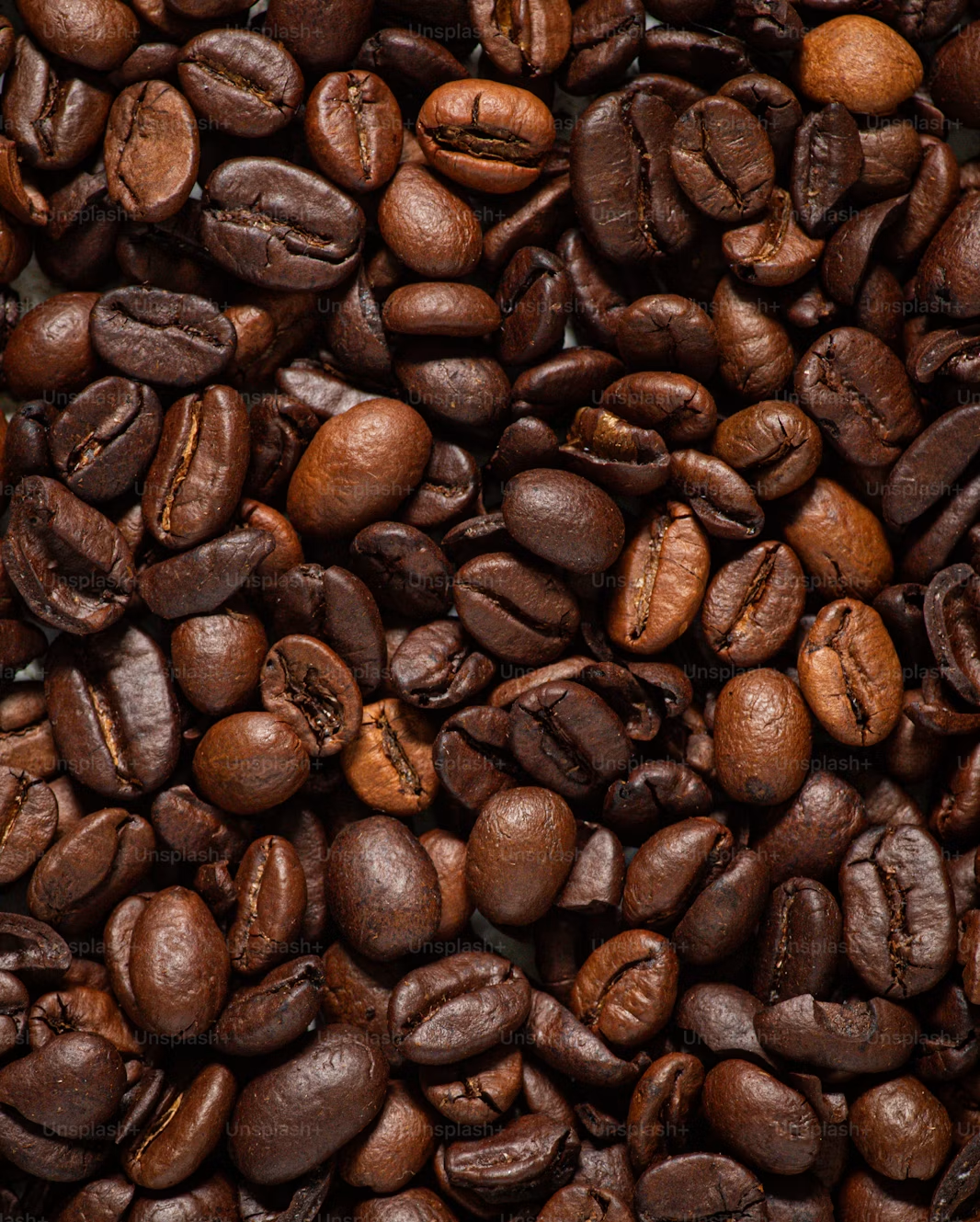 Robusta Coffee Beans view 3