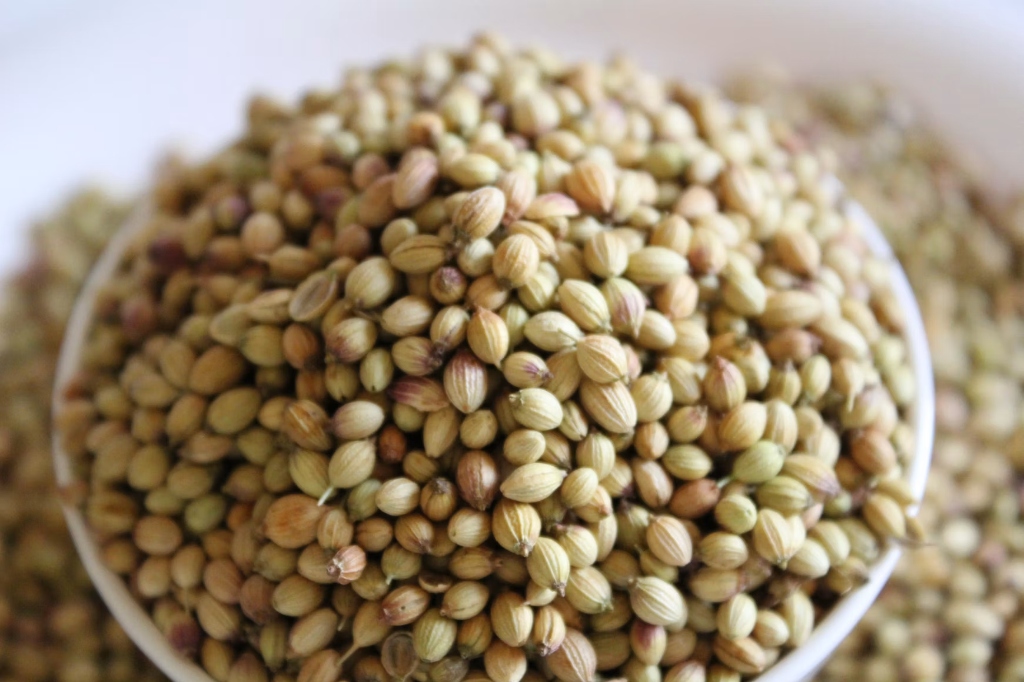 Parrot Quality Coriander