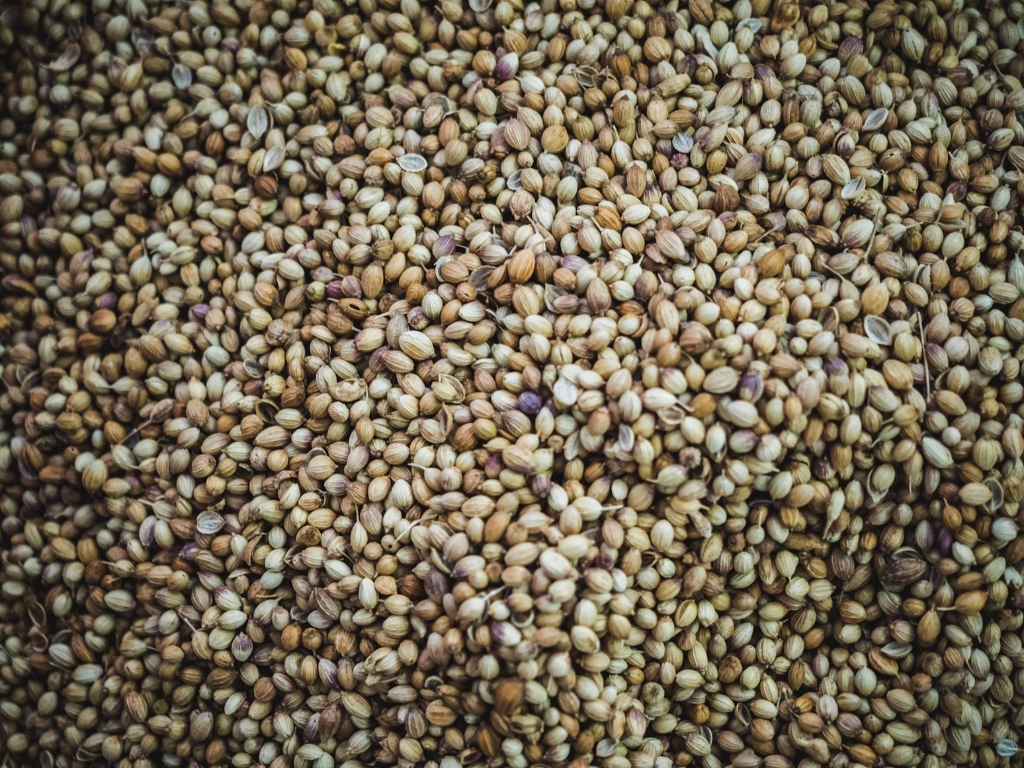 Single Parrot Coriander