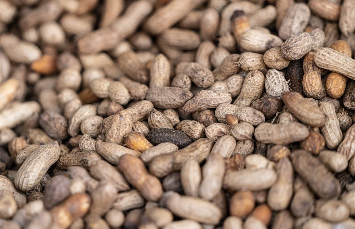 Bold Peanuts