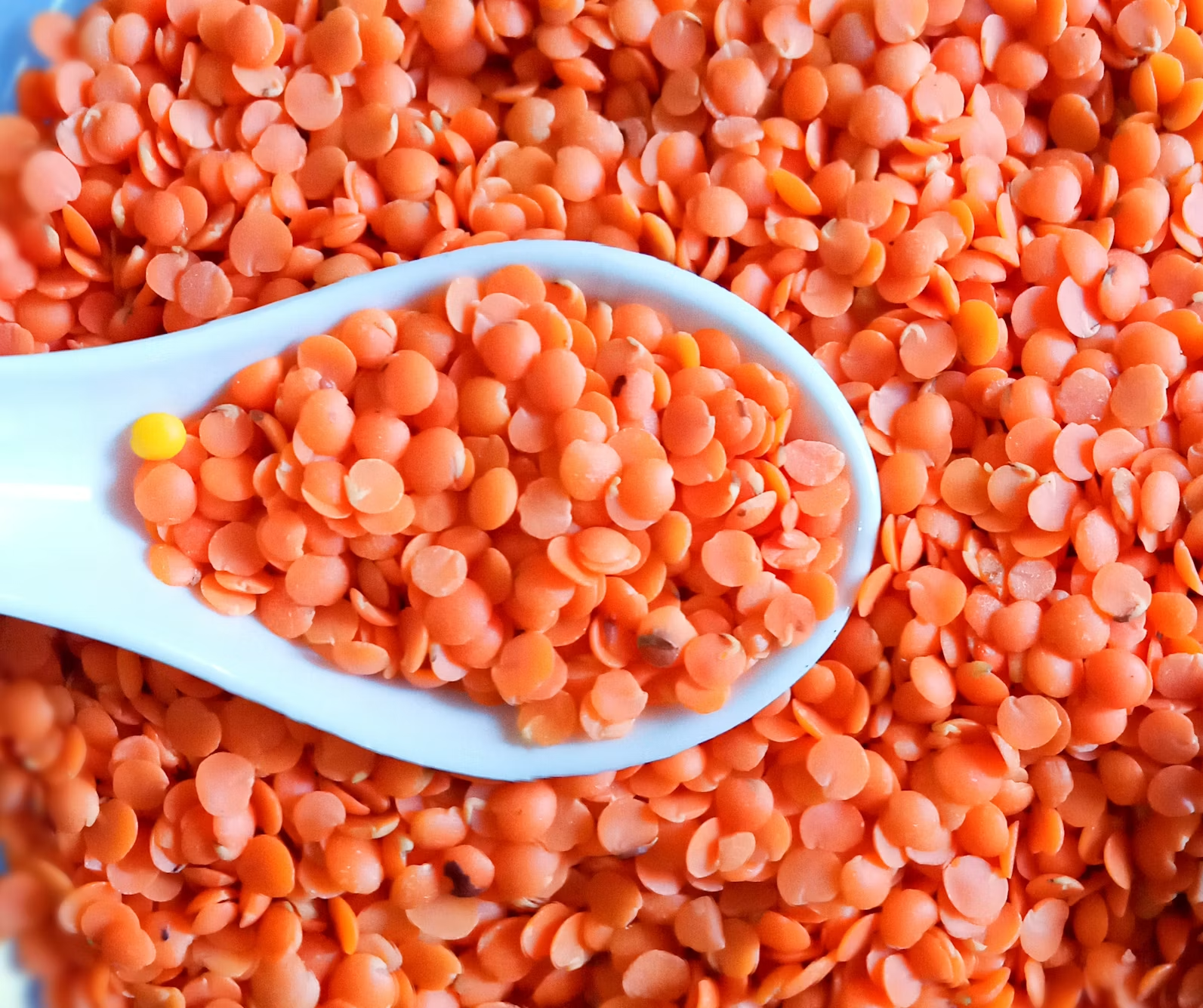 Red Lentils (Masoor) view 2