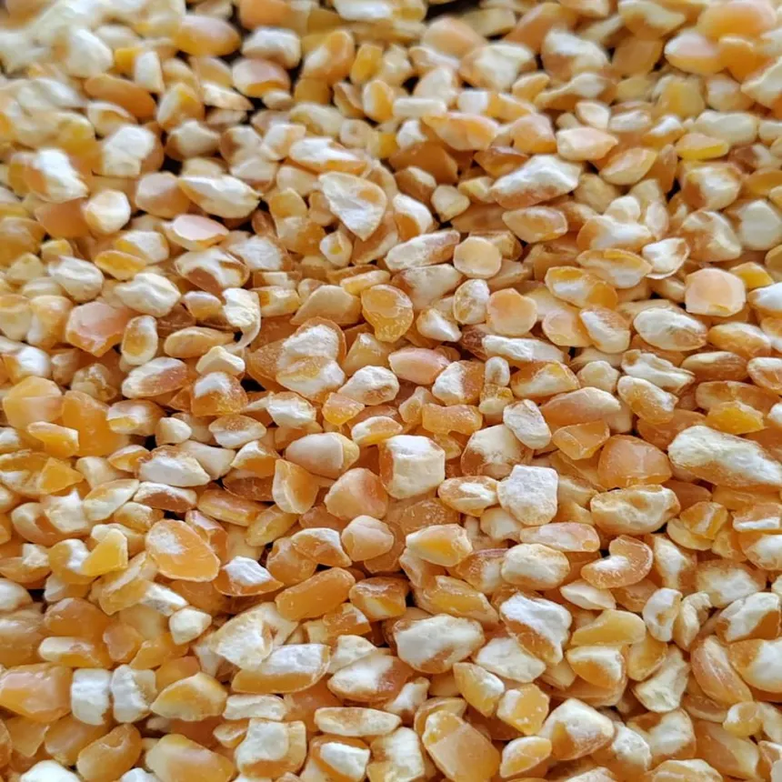 Yellow Feed Maize view 2