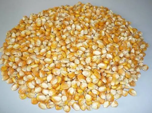 Yellow Feed Maize view 3