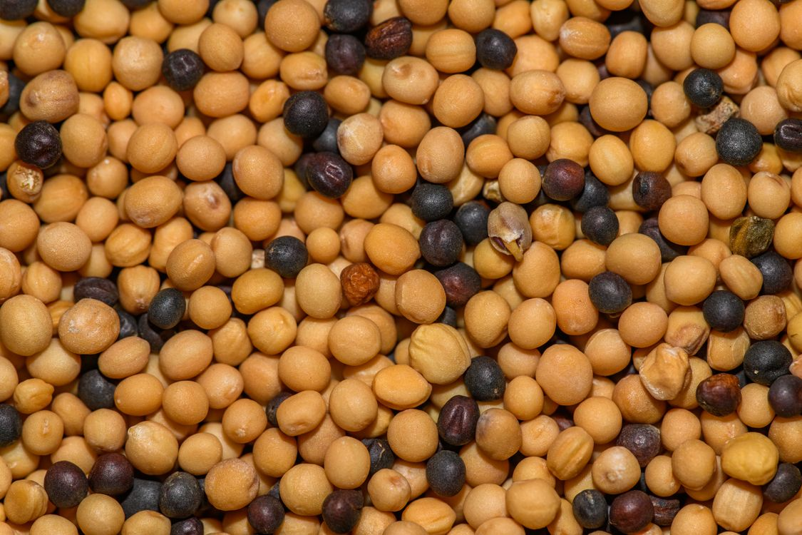 Mustard Seeds