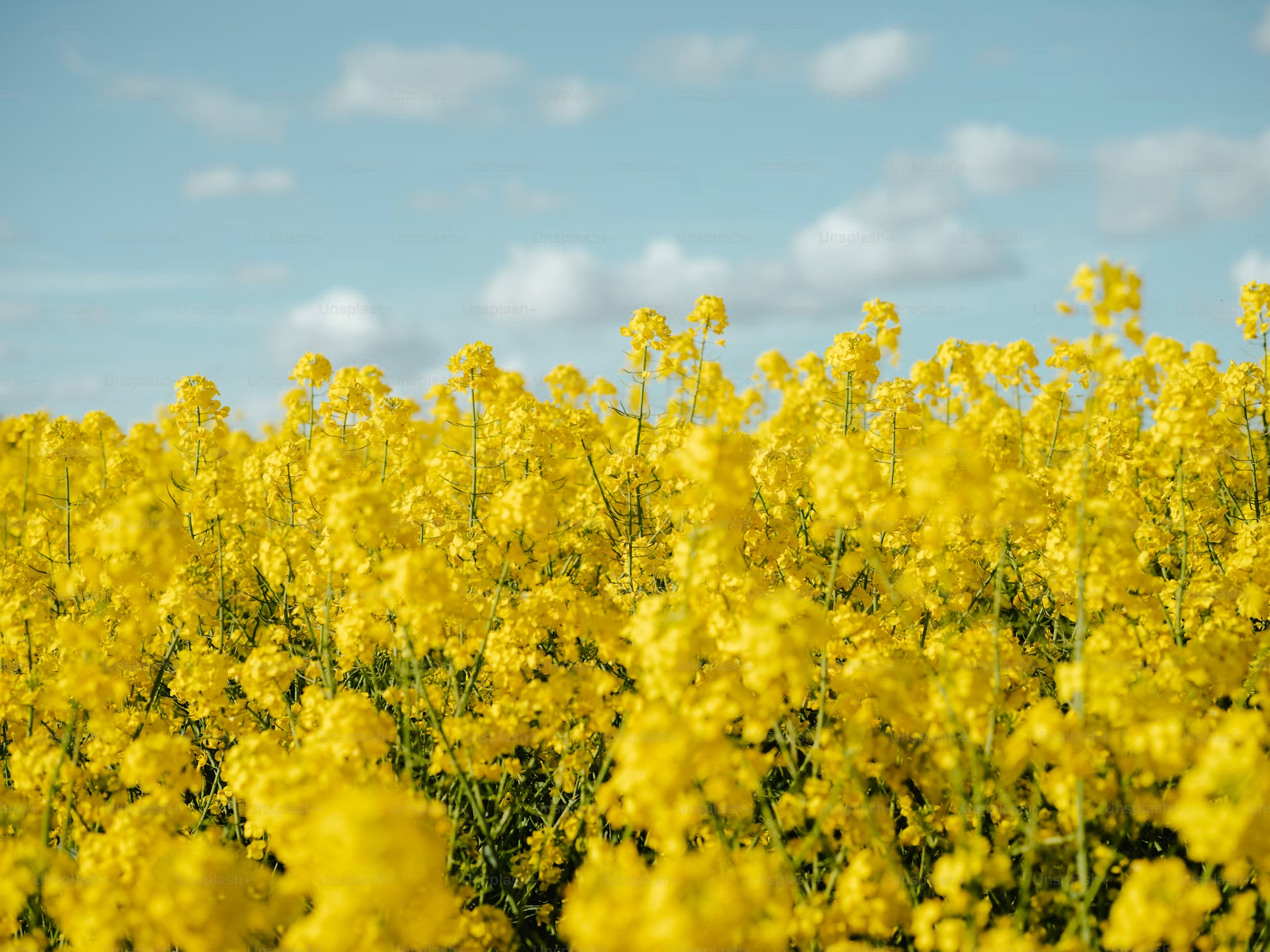 Premium Rapeseed view 2