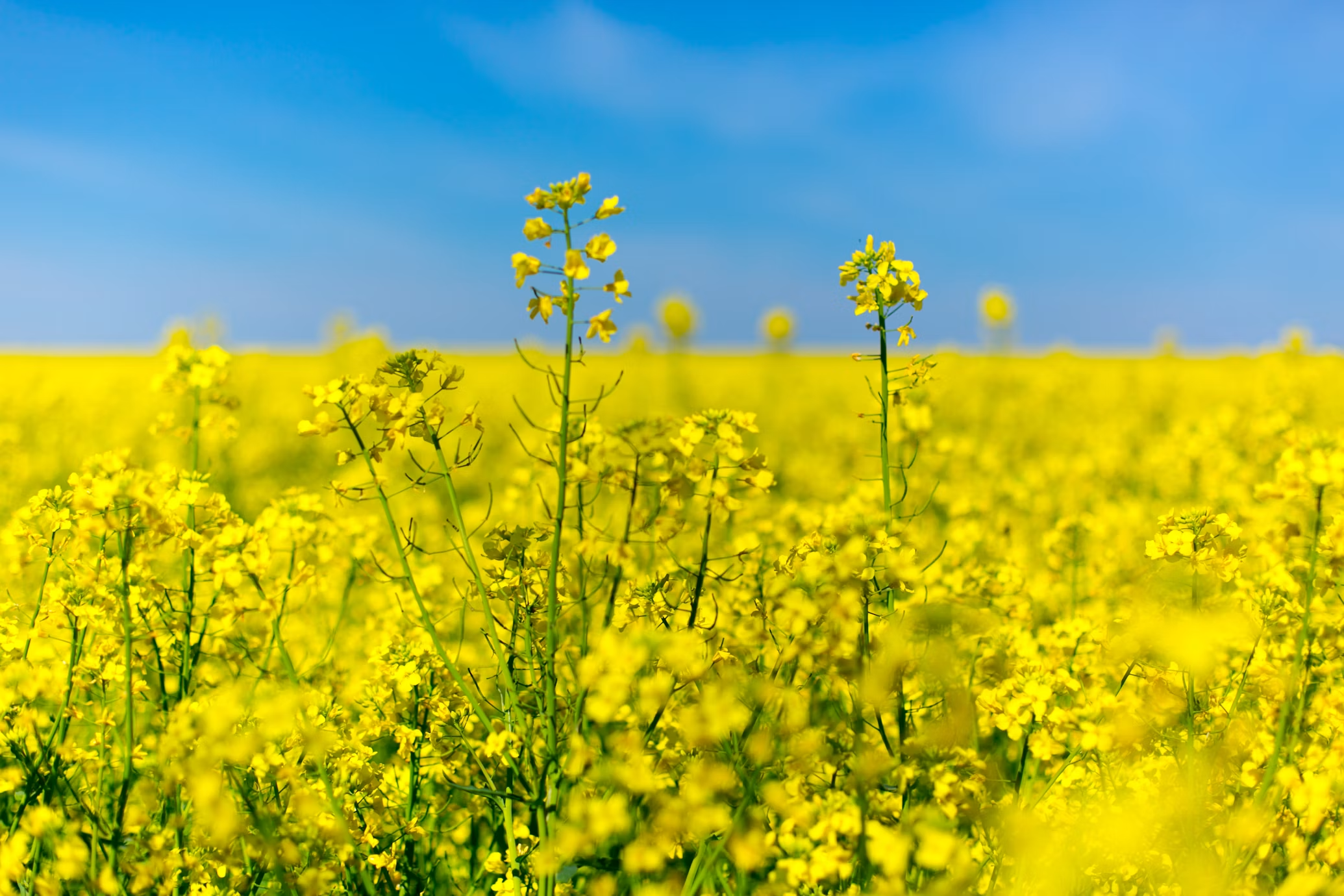 Premium Rapeseed view 3
