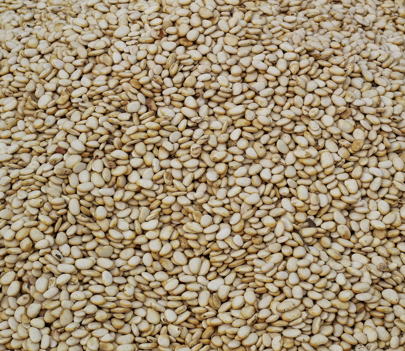 Hulled Sesame Seeds