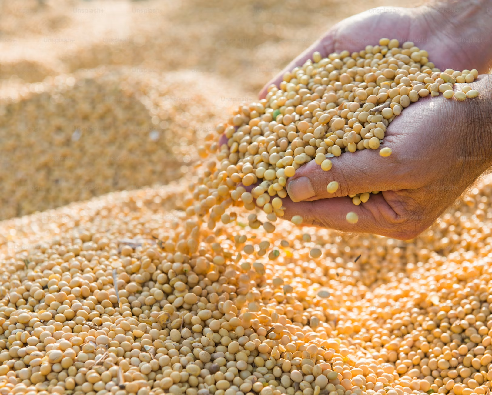 Yellow Soybean Seeds