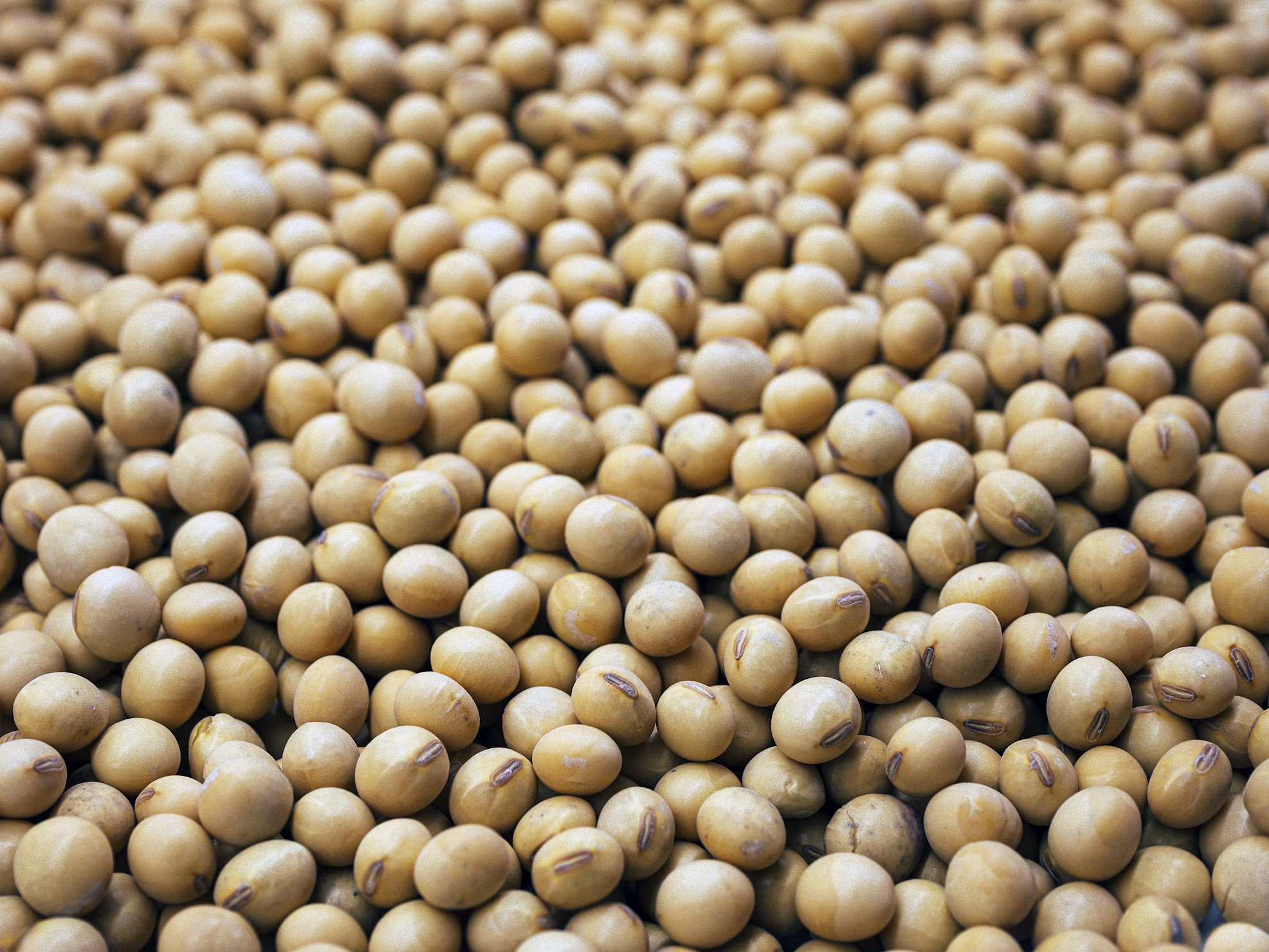 Soybean De-Oiled Cake (DOC)