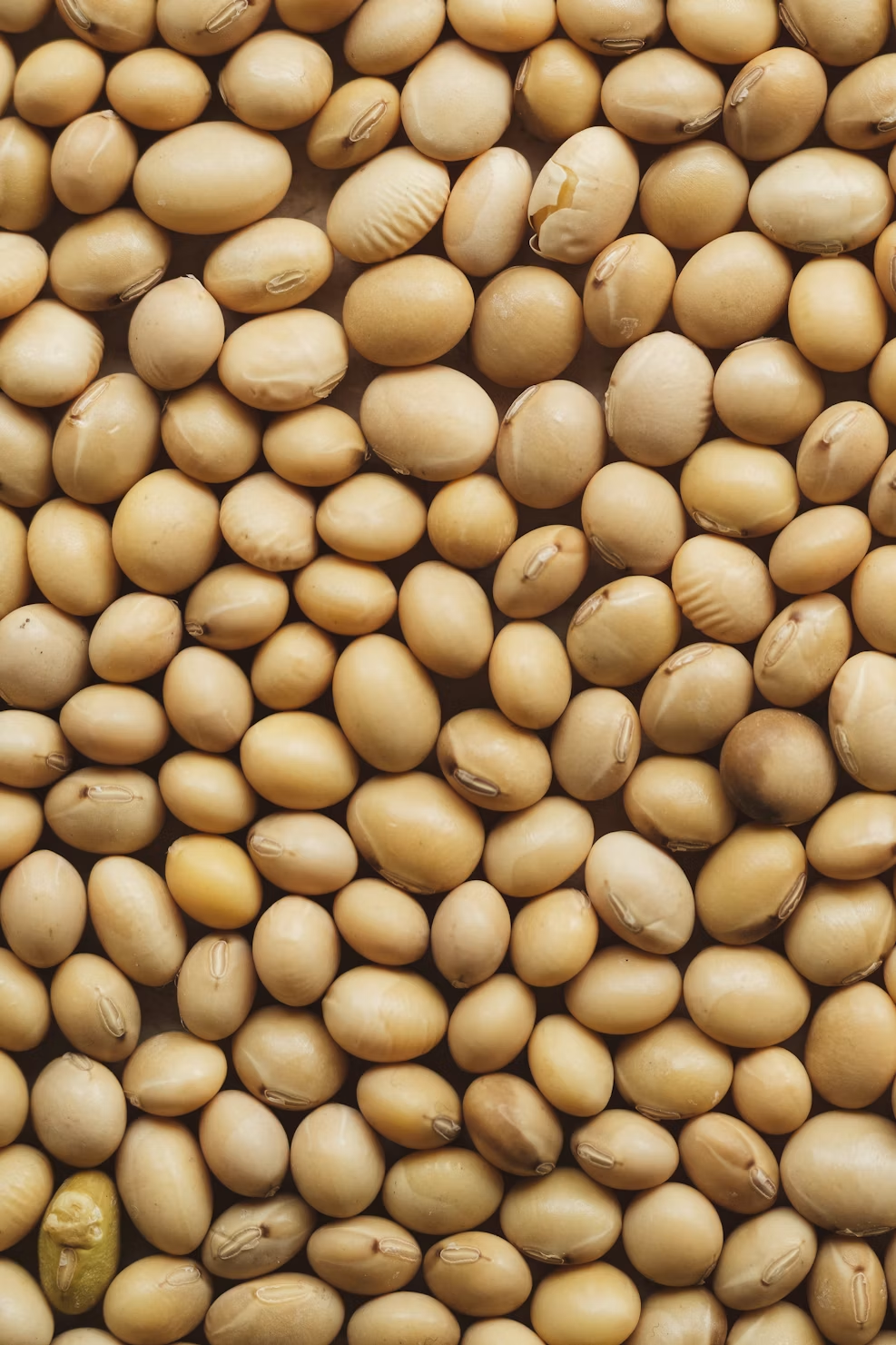 Soybean De-Oiled Cake (DOC) view 2